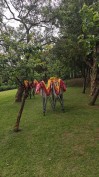 桃園龍潭-草地市集場地規劃-快速帳篷進場定位-鴻揚展覽